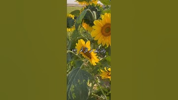 سورة القدر تلاوة خاشعة /ماشاء الله