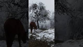 арабские лошади в снегу зима 2021