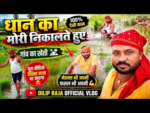 धान का मोरी निकालने खेत में उतरे 😱🌾 | गांव की खेती का असली नजारा | Dilip Raja Official Vlog Vidio