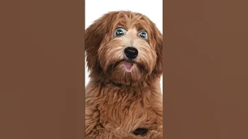 Funny SnapChats Snap Chat Filters Funny Filters Makemefamous Comedyshorts Funnydogs 