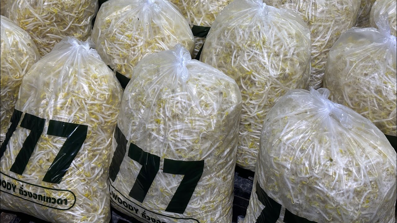 ใครทำถั่วงอกไม่มีกำไร ต้องการลดต้นทุน ต้องดู 0874265541