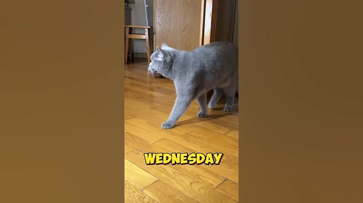 Video 4162351: beautiful scottish fold, cat funny love