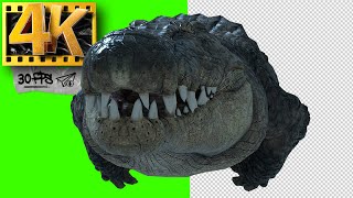 Swimming Alligator Crocodile | Reptile Green Screen  - Footage 4K