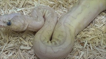 1 2020 Female Lesser Killer Clown het VPI Axanthic Ball Python
