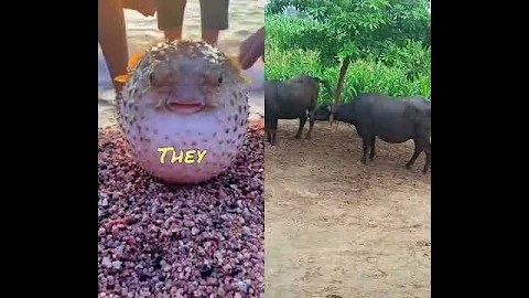 funny animal videos #funny #animals #comedy #viral #duet #bigcat #lion #cute #cat #fishing #fish