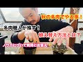 【多肉植物製作所】多肉職人が推奨する鉢上げのコツ！