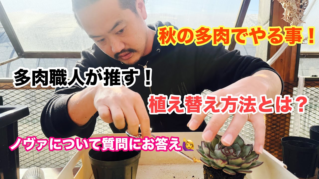 【多肉植物製作所】多肉職人が推奨する鉢上げのコツ！