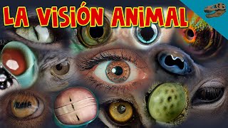 LA VISIÓN ANIMAL  El mundo a través de sus ojos