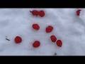 Highbush Cranberries: HARVESTING, TASTING, GROWING American Cranberry Bush: WINTER FRUIT