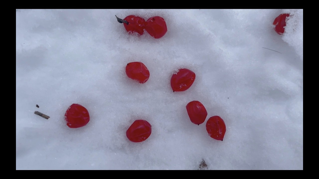 Highbush Cranberries: HARVESTING, TASTING, GROWING American Cranberry Bush: WINTER FRUIT