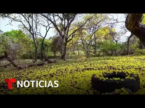 Planeta Tierra: Guayacanes florecen meses antes de lo habitual en Ecuador | Noticias Telemundo