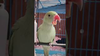 Unfiltered and pure. 🌿🦜 world.#buntybablivibes #shorts #youtubeshorts #aestheticbirds #petvlog