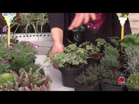 Video: Razlozi za obrezivanje trajnica - Zašto orezati višegodišnje biljke u vrtu