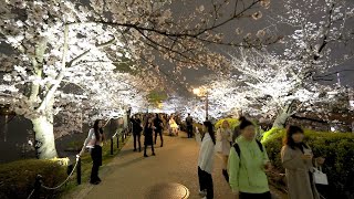 Ueno Park Full Bloom Cherry Blossoms Night Illumination  Tokyo Japan Walk 4K HDR