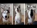 The longest husky argument with owner