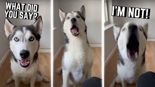 The LONGEST husky argument with owner!