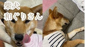 柴犬大好き Youtube