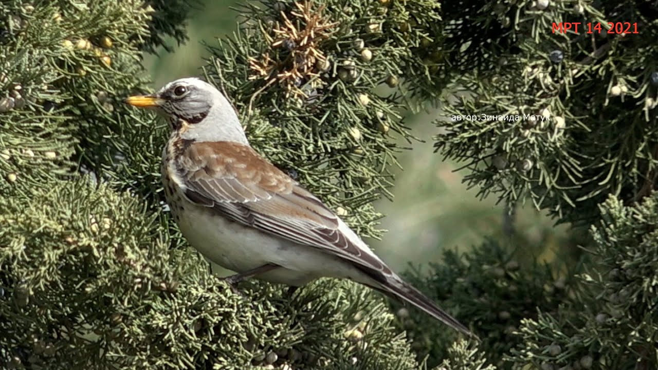 Дрозд - рябинник Turdus pilaris как выглядит? чем питается когда снег лежит / дрозды в природе