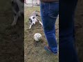 POV: You try to play soccer…but the dog joins the game 😅⚽🐶 #dog #gas #ronaldo #funnypet #football