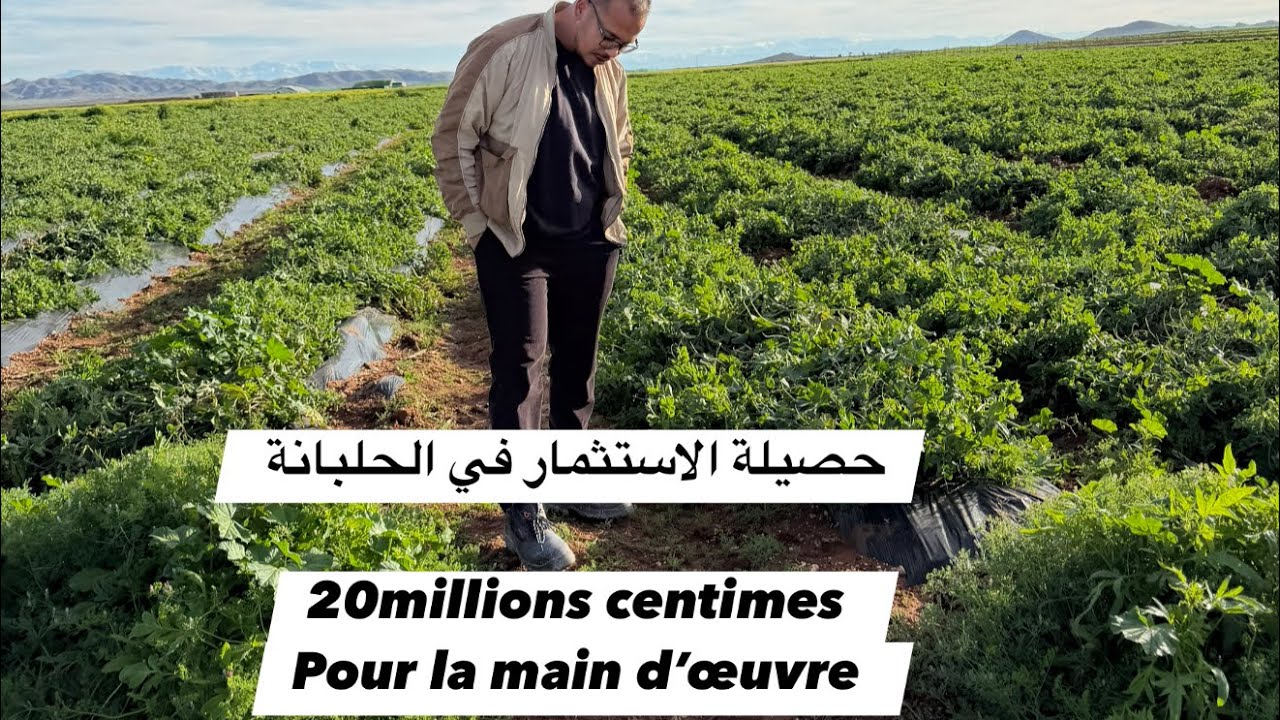 اخيرا حصيلة الاستثمار في الجلبانة / 20 مليون سنتيم مصاريف الجني لليد العاملة في 12 هكتار