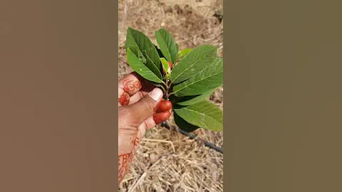 ; Results of spraying Silpot on Custard Apple plant