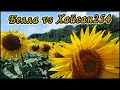 Белла vs Хайсан254 - цветение подсолнухов.