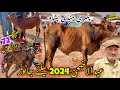 Palosi maweshi mandi peshawar new updates 24 may 2024  cheap price eid ul azha bulls khyber social