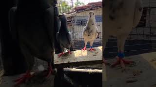 tu Jo ? mujhe chhu ? le Har pigeon ? kopigeon short shortsfeed youtubeshorts viral