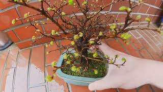 Zelkova（keyaki）  is a bonsai for beginners!! A Japanese Zelkova Becomes a Bonsai #bonsai #Zelkova