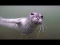 GoPro Summer Edit 2015 | Playing with Seals