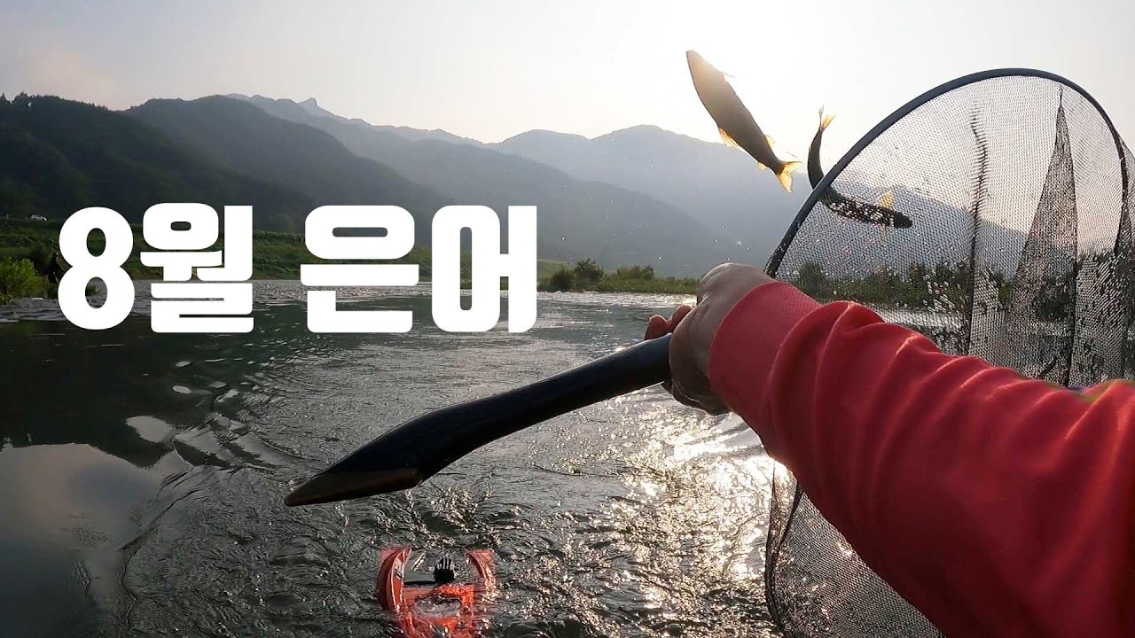 8월의 섬진강 검두여울과 덕천강 상류권 은어놀림낚시