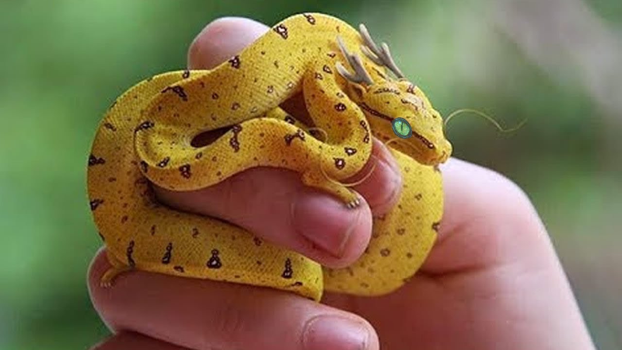 6 Most Unique Exotic Reptiles in the 