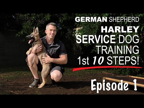 Video: How To Train A Service Dog