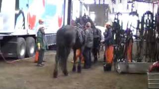 Harnessing the first of the eight horse hitch at Happs Harnessing And Hitching Intro
