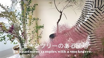スモークツリー Youtube