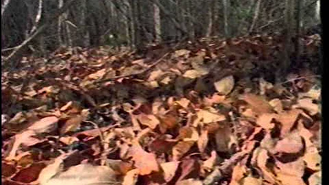 Reader's Digest Presents | The Enchanted Island - Madagascar | The Living Edens | 1998 | VHS rip