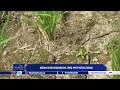 Nông dân Indonesia ứng phó với El Nino | VTVWDB