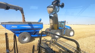 Barley Lodged BIG time, Harvest 2022