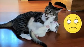 Pets Mascotas Cats & Dogs I Funny & Lovely video #130 by PETS MASCOTAS CATS & DOGS 230 views 1 year ago 2 minutes, 18 seconds