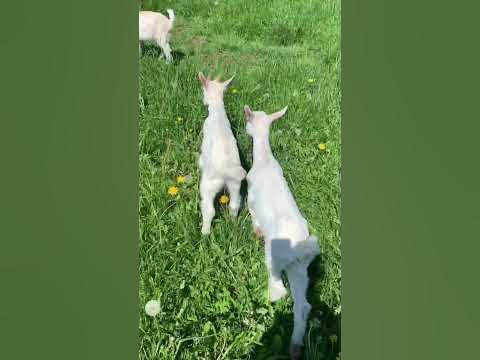 Козочки🐏 - YouTube