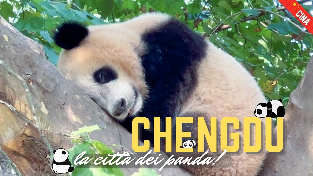 Vedere i panda  - Cina fai da te Ep. 5 - Chengdu e Leshan