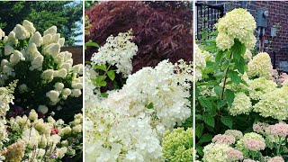 Differences & similarities between Bobo Hydrangea vs. Little Lime Hydrangea vs. Limelight Hydrangea