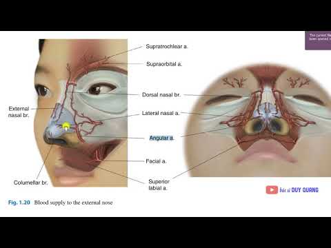 Video Động mạch cấp máu cho Mũi I Nâng mũi Tái Cấu Trúc I BS... - youtube
