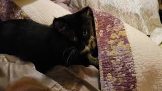 Cats Hide and Seek, Chasing Butterflies