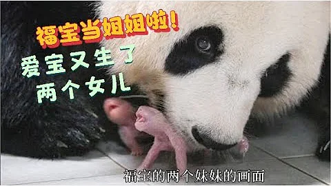 福寶，你當姐姐啦！大熊貓愛寶在韓國產下一對雙胞胎女兒，樂寶愛寶成為五口之家 - 天天要聞