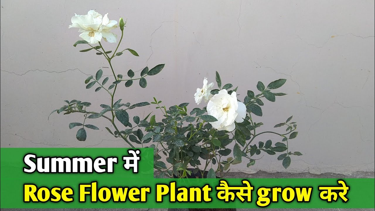 How to grow Rose flower plant in Summer season Ideal Potting mix of