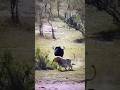 Buffalo vs Lions & Crocodile #wildlife #animals #onebuffalo #video #lion #nature