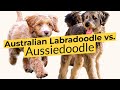 Australian Labradoodle vs.  Aussiedoodle 🔴 2023 🔴