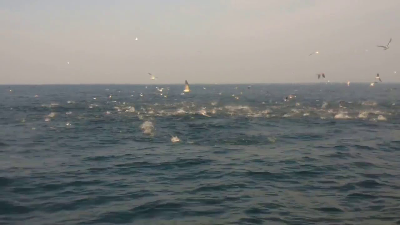 Albie blitz - where is your fishing gear?