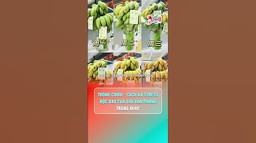 Trồng chuối để "chữa lành" gây sốt MXH xứ Trung | Hóng Chuyện Đó Đây  #hongchuyendoday #chualanh